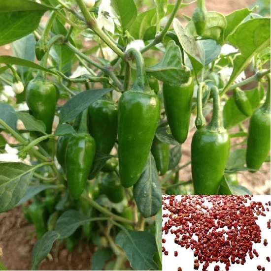 Hot Chili Seeds -Vegetable Bullet Chilli Seeds- 100 Seeds,