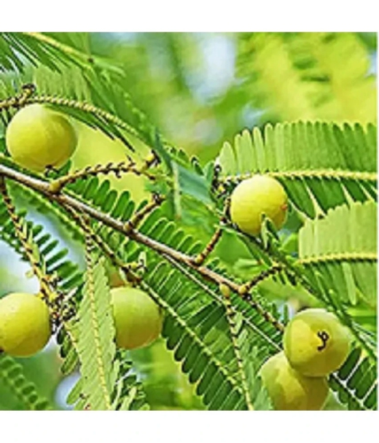 Amla Fruit Plant Seeds pack of 30