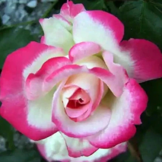 Colour Changing Rose Flower Plant