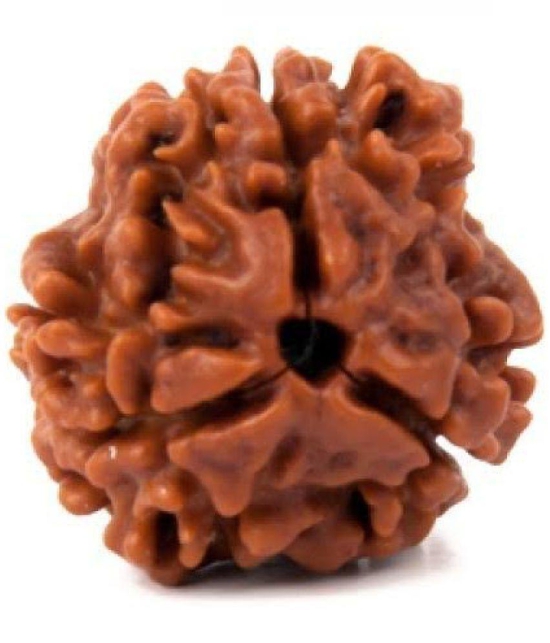 DvR ClicK - 3 Mukhi Rudraksha Bead ( Pack of 1 )