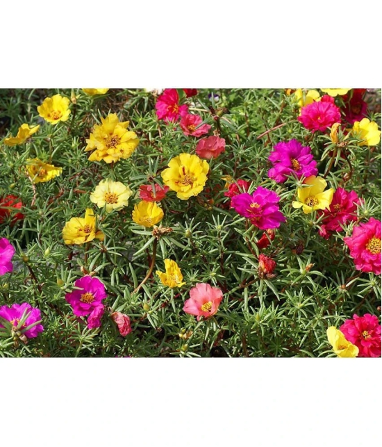 Portulaca mixed flower seeds (30 seeds)