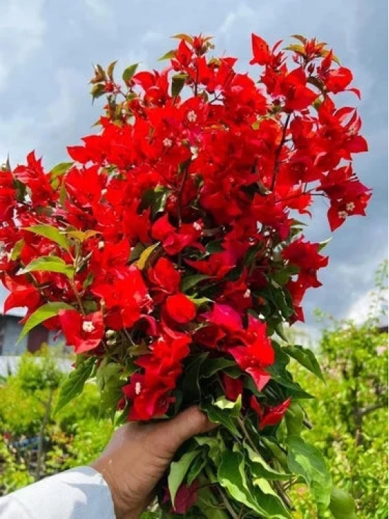 Flame red bougainvillea flowers plant