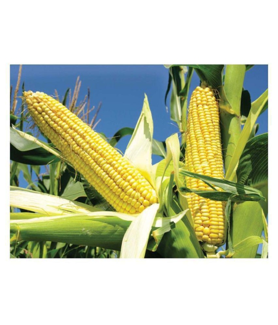 CLASSIC GREEN EARTH Farm seeds Hybrid maize sweet corn 1 packet seeds (50 seeds)