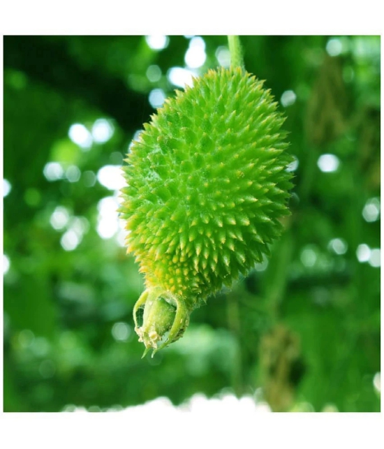 spiny gourd - Momordica dioica - teasle gourd Seed - 20 seed