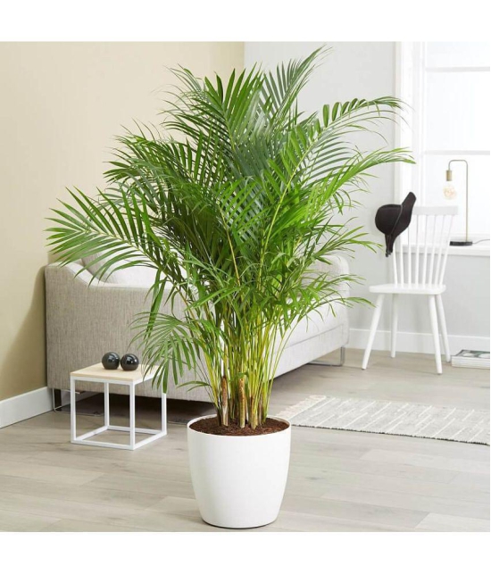 homeagro - Areca palm Plant ( 5 Seeds )