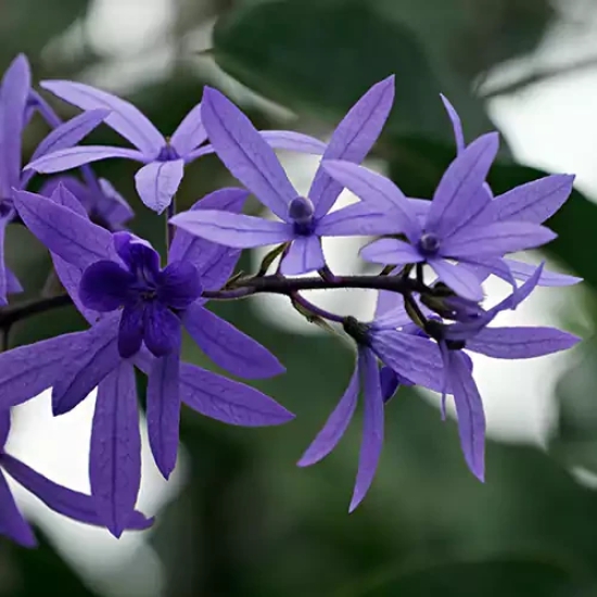 Neel Moni Lota Flower PLANT (Petrea Volubilis Volubilis)