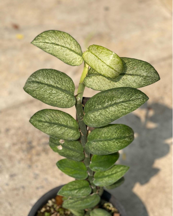 Rhaphidophora Hongkongensis Mint Variegated