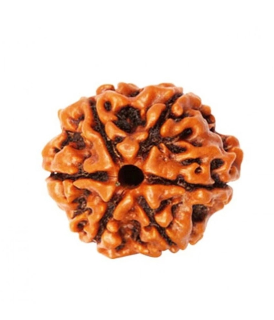 Religious Kart Brown 6 Mukhi Rudraksha