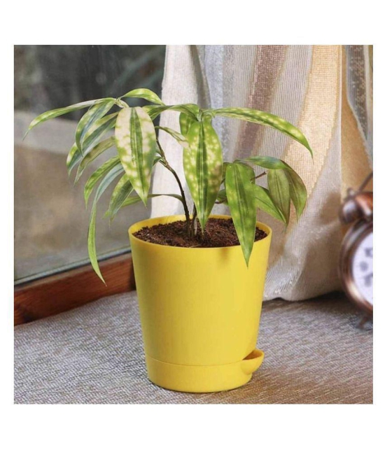 Ugaoo Dracaena Golden Milky Plant with Self Watering Pot