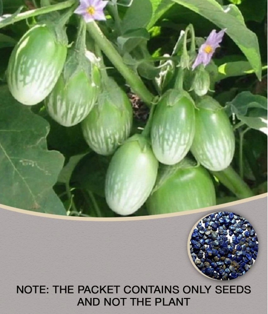 BRINJAL GREEN GOL Seed, F1 Hybrid (50 seeds)