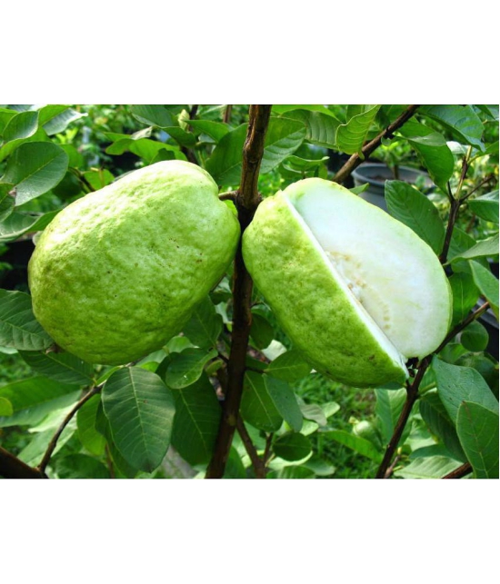 CLASSIC GREEN EARTH - Guava Fruit ( 150 Seeds )