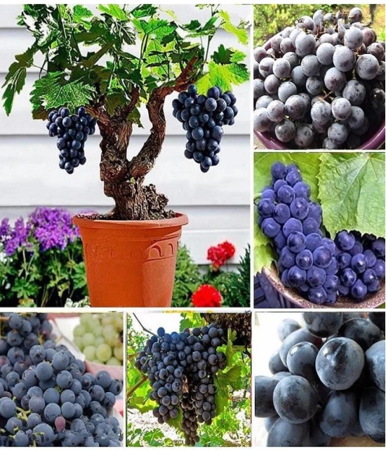 Grape Seeds Fruit Plant Seeds For Home Garden Kitchen Garden Fruit - 20 seed