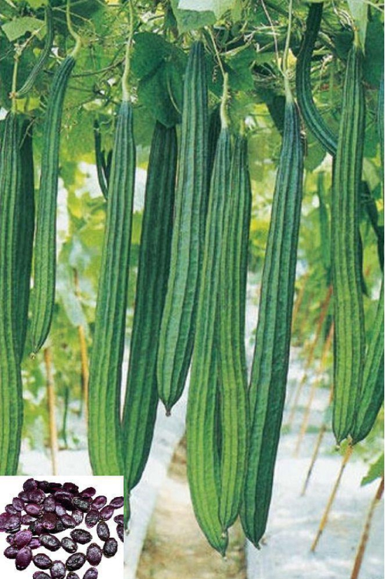 homeagro- Ridge Gourd Vegetable Seeds (Pack of 20)