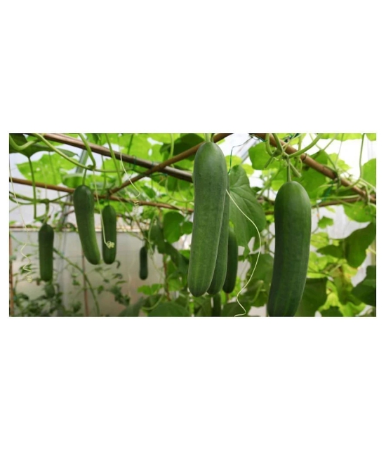 Cucumber Desi Kheera Vegetables 50 seeds