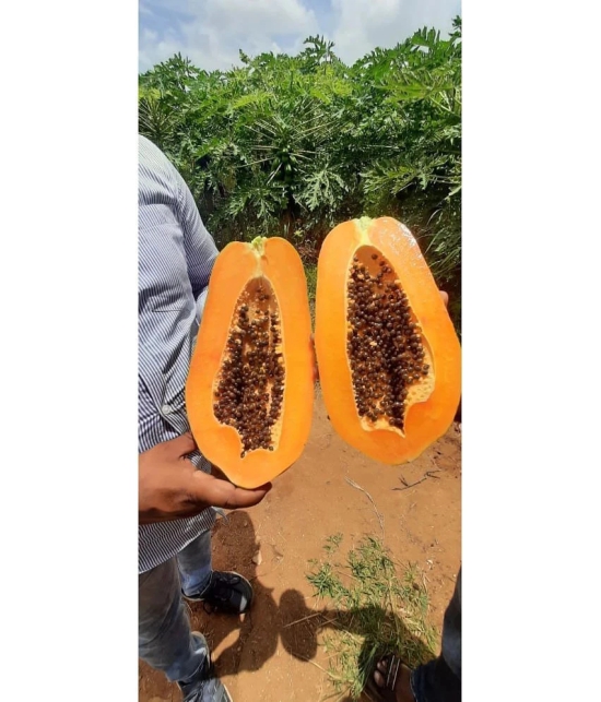 Papaya, Papita Honey Dew Fruit | Pack of 50 Seeds