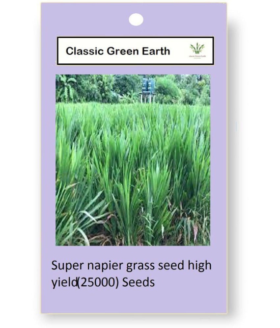 CLASSIC GREEN EARTH - Grass Grass ( 25000 Seeds )