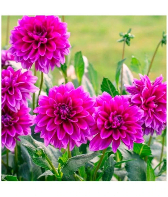 homeagro - Dahlia Mixed Flower ( 25 Seeds )