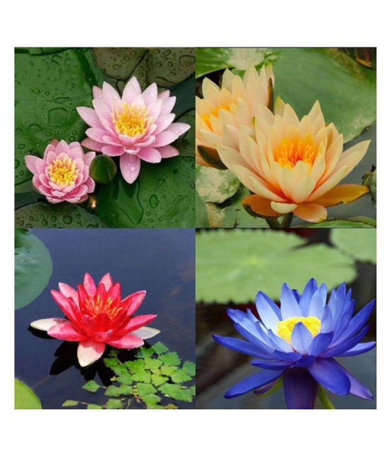 AGREY 4 COLOURS MIXED LOTUS FLOWER SEEDS | PACK OF 10