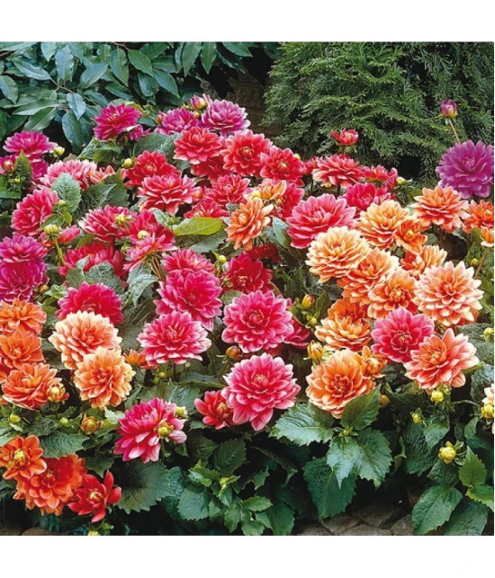 homeagro - Dahlia Mixed Flower ( 25 Seeds )