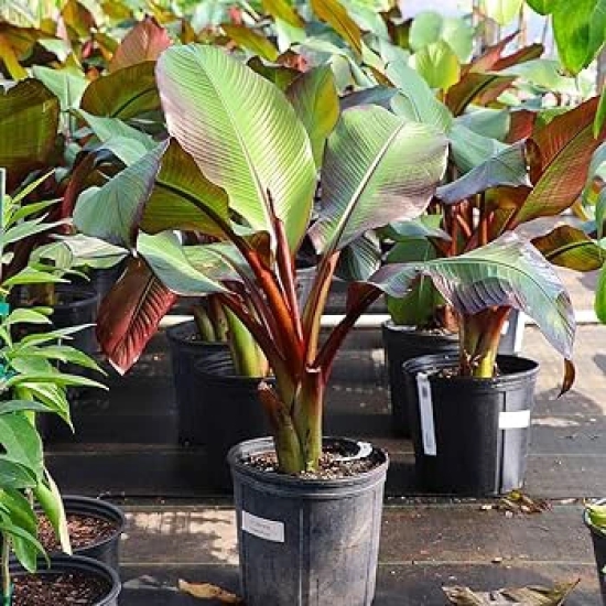 Sweet Red Banana Fruit Plant