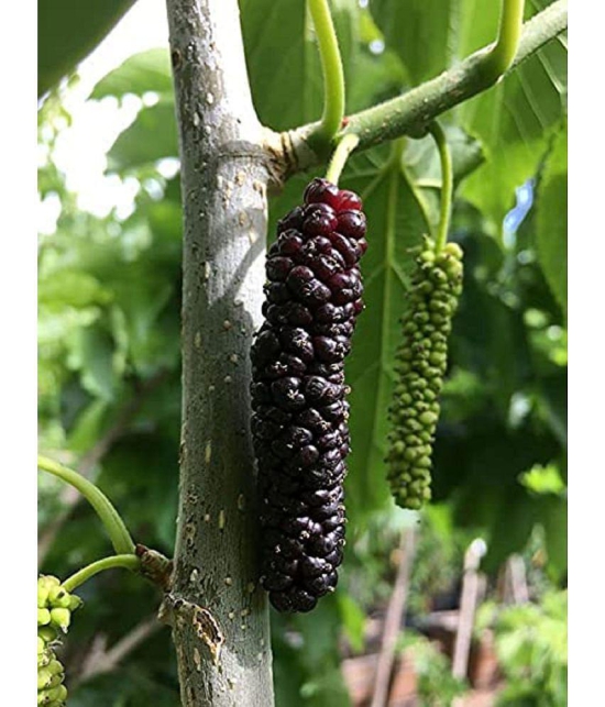 CLASSIC GREEN EARTH - Mulberry Fruit ( 200 Seeds )