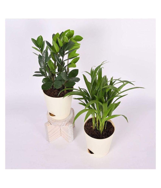 Ugaoo Air Purifier Indoor Plants for Home with Pots- Areca Palm & ZZ Plant