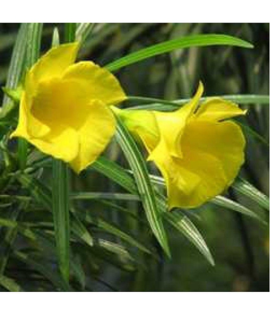 CLASSIC GREEN EARTH - Kantola Flower ( 10 Seeds )