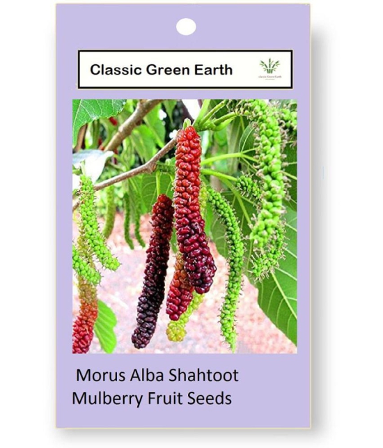 CLASSIC GREEN EARTH - Mulberry Fruit ( 200 Seeds )