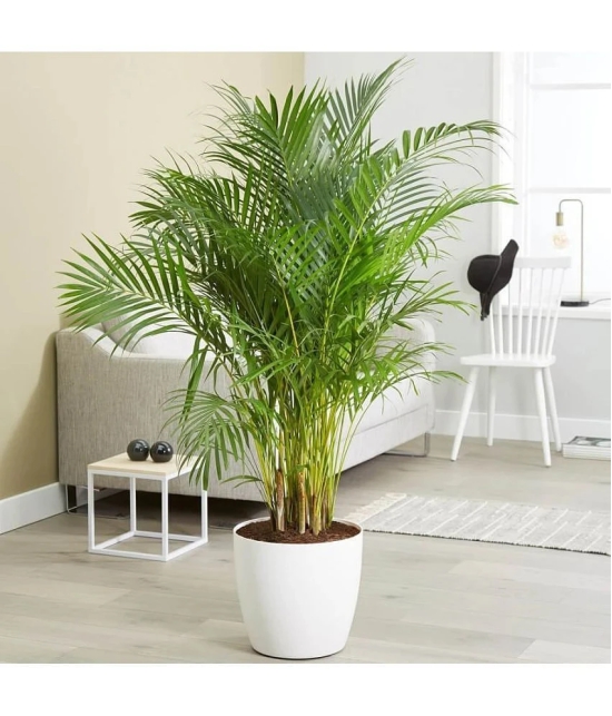 Areca Palm Air Purification Indoor Tree Seeds - PACK Of 5