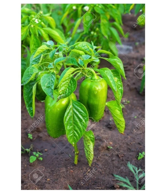 High Quality Hybrid Green Capsicum ( 50 Seeds)