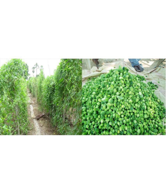 homeagro - Kantola Vegetable ( 20 Seeds )