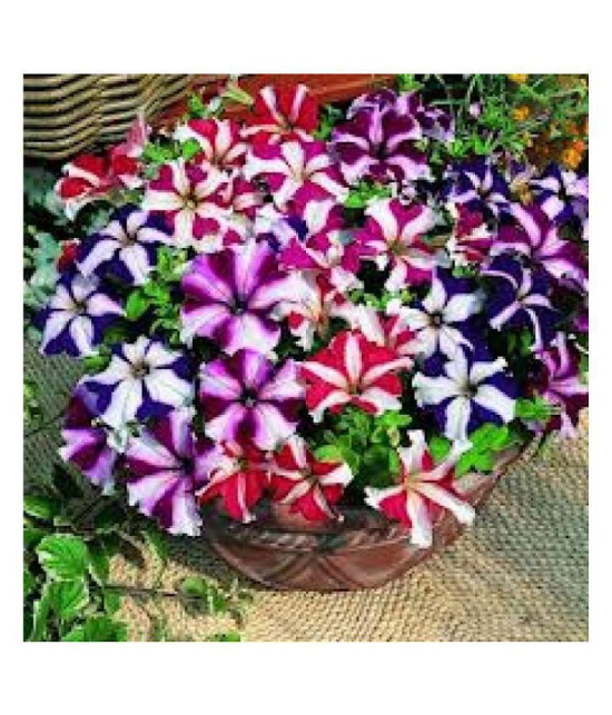 Petunia Ultra Star Variety Flower Seeds,Rarest Variety - Garden Flower Seeds Pack of 50+ seeds