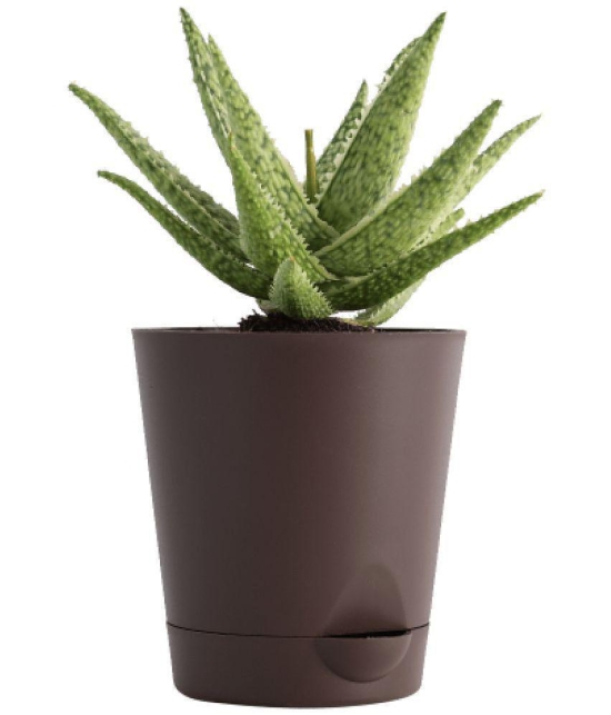 UGAOO Aloe Blizzard Succulent Live Plant with Pot