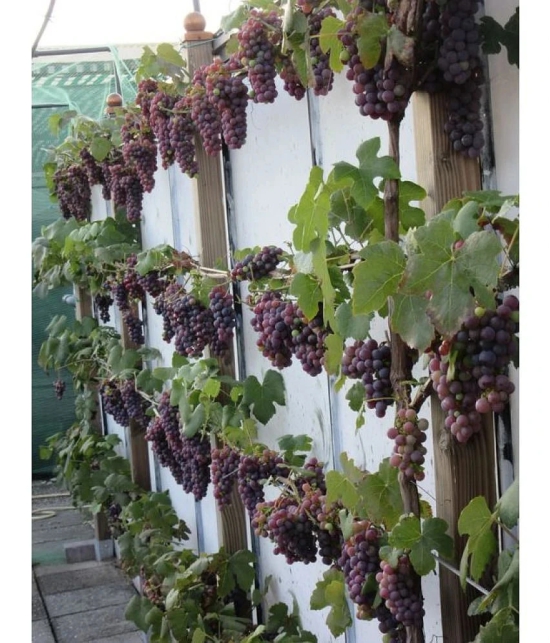 Grape Seeds Fruit Plant Seeds For Home Garden Kitchen Garden Fruit - 20 seed