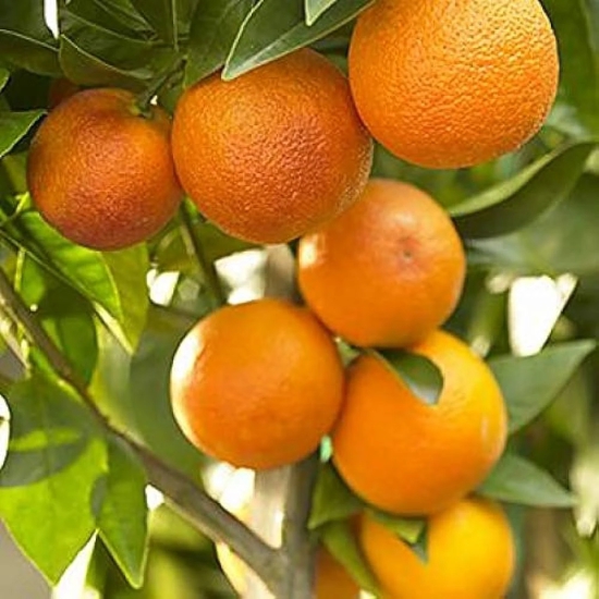 Nagpur Orange Fruit  Plant-Grafted