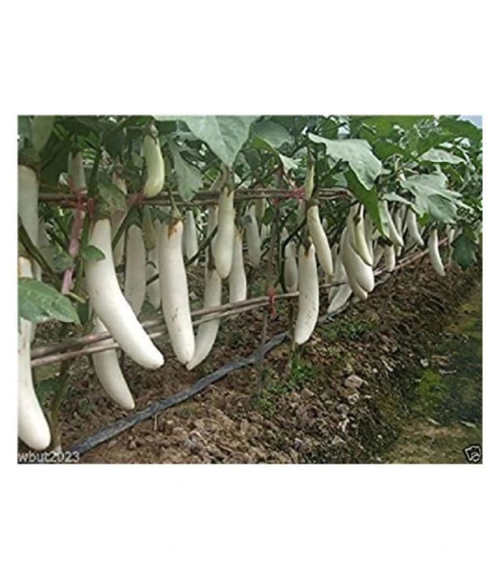 White Long Brinjal (Bengan) Eggplant Hybrid - 50 Seeds