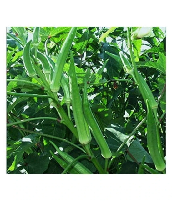 Okra Bhindi Pusa Sawni - Desi Vegetable 50 Seeds