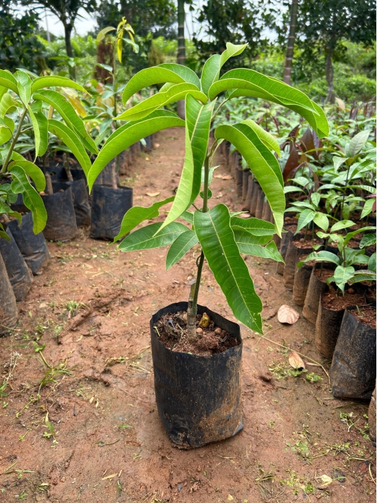 Brunei King Mango Plant (4kg)