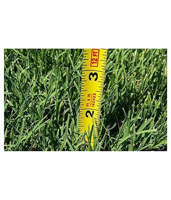 Italian RyeGrass F1 Hybrid Pack Of 500