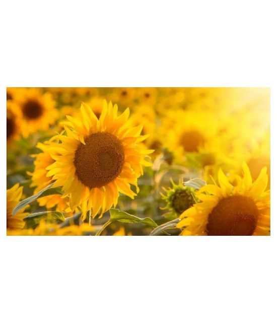 Joycity Sunflower Organic Seeds- 50+ Seeds