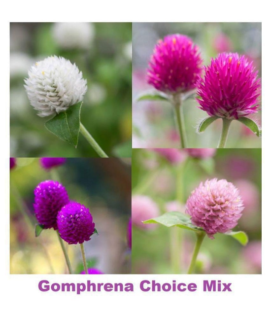 Gomphrena (Mixed Color) Flower Seeds (Pack of 20 Seeds)