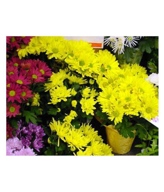 Chrysanthemum Morifolium Flower Plant 40 Seeds with growing cocopeat