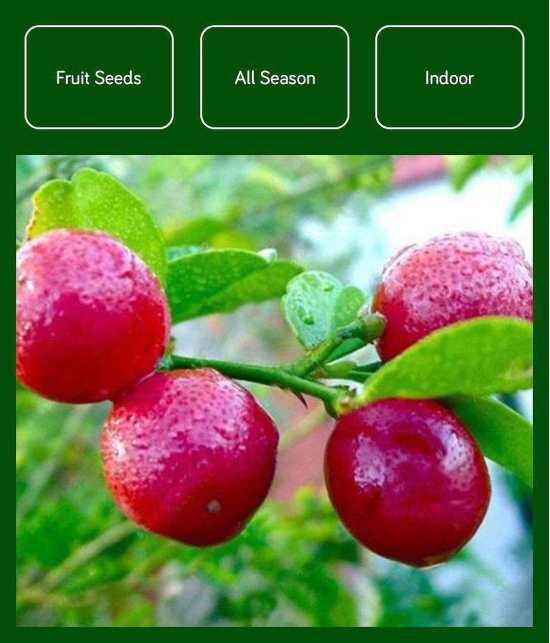 Rare Red Lemon (Australian Red Lime) 10 seeds