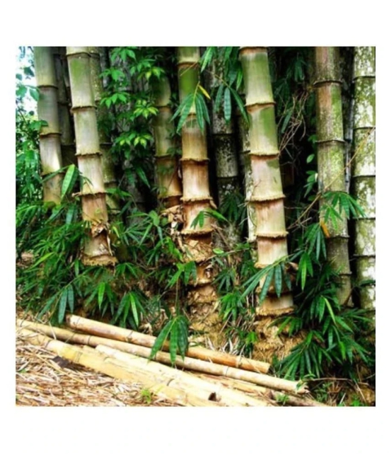 SHOP 360 GARDEN Dendrocalamus strictus / Male bamboo / Solid bamboo / Calcutta bamboo Seeds - Pack of 20 Seeds