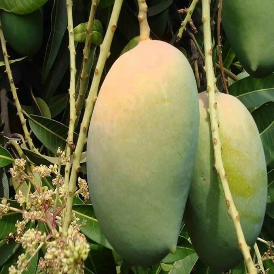 SENECIO Mangifera Indica Jumbo, Talala Gir Kesar Mango / Aam Seed (5 seeds)