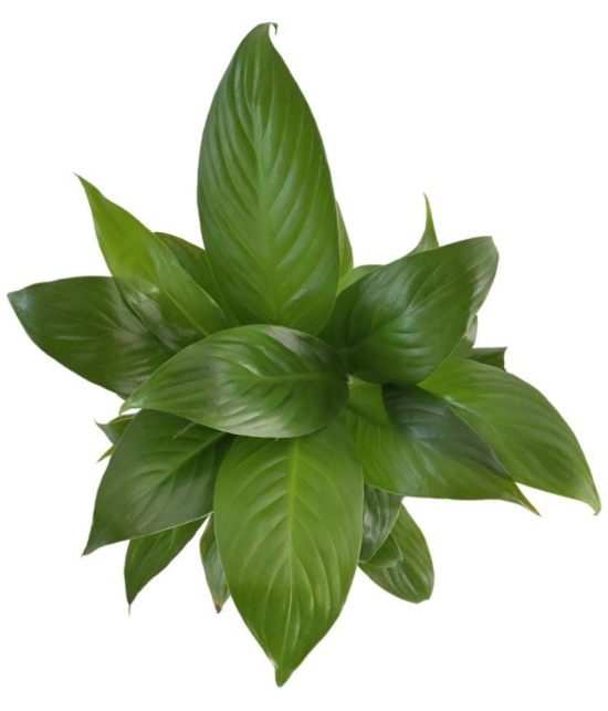 UGAOO Peace Lily Natural Live Indoor Plant - Medium