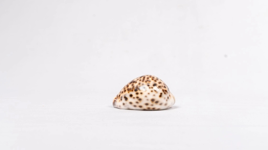 Brown and White Spotted Seashell