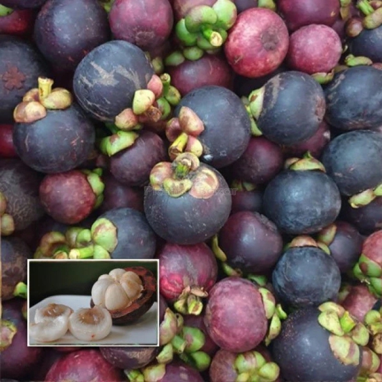 Hybrid Mangosteen Exotic  fruit plant