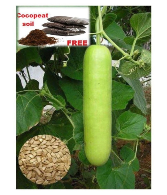 Bottle Gourd F1 Hybrid - 20 seed +soil free - Organic Seeds - For Home And Kitchen Garden | (Pack 20 Seeds) + Instruction Manual