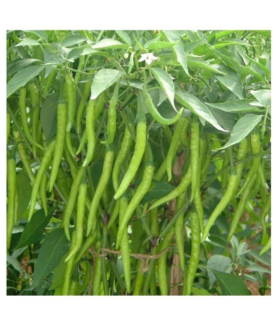 Chilli Jwala - Desi Vegetable 50 Seeds